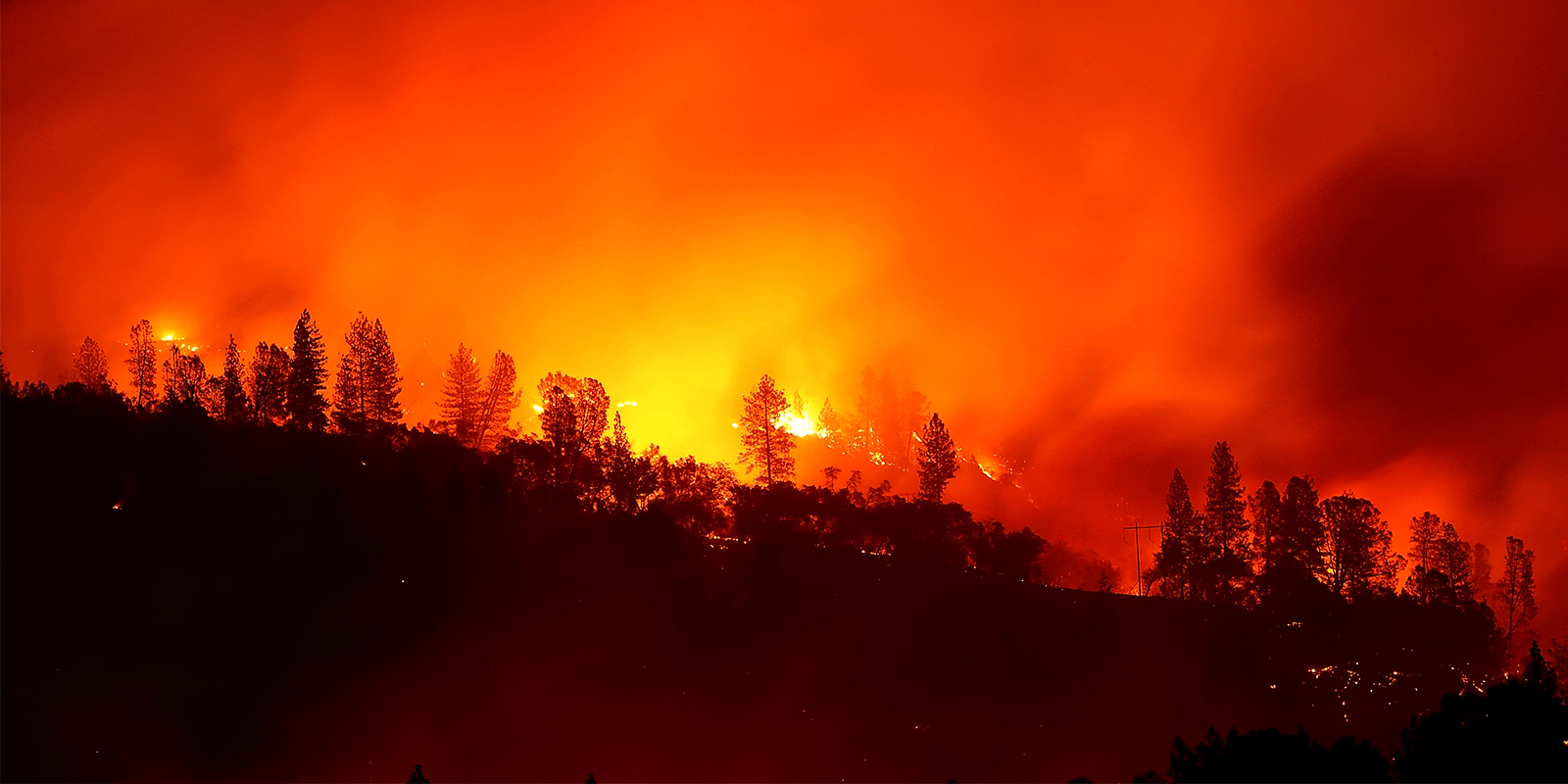 Trees burning on a hillside engulfed in flames